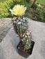 Preview: Copiapoa montana